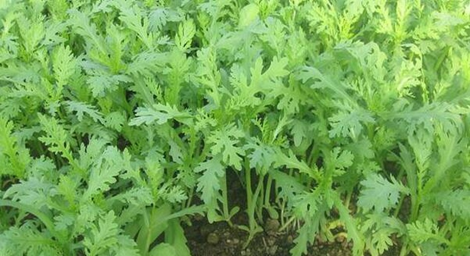 一株完整的茼蒿植物,展示其羽状分裂的叶片、直立的茎秆和顶部黄色小花,背景为田园土壤环境,阳光充足,叶片翠绿有光泽 茼蒿植株整体图