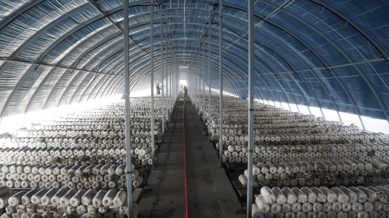 一个现代化食用菌大棚内部,排列整齐的白色菌袋已开口出菇,大量灰白色平菇从袋口簇拥生长,形态饱满,工人正在用喷雾器进行细 mist 喷水作业,地面铺设反光膜,顶部安装通风扇和遮阳网 平菇出菇管理场景图