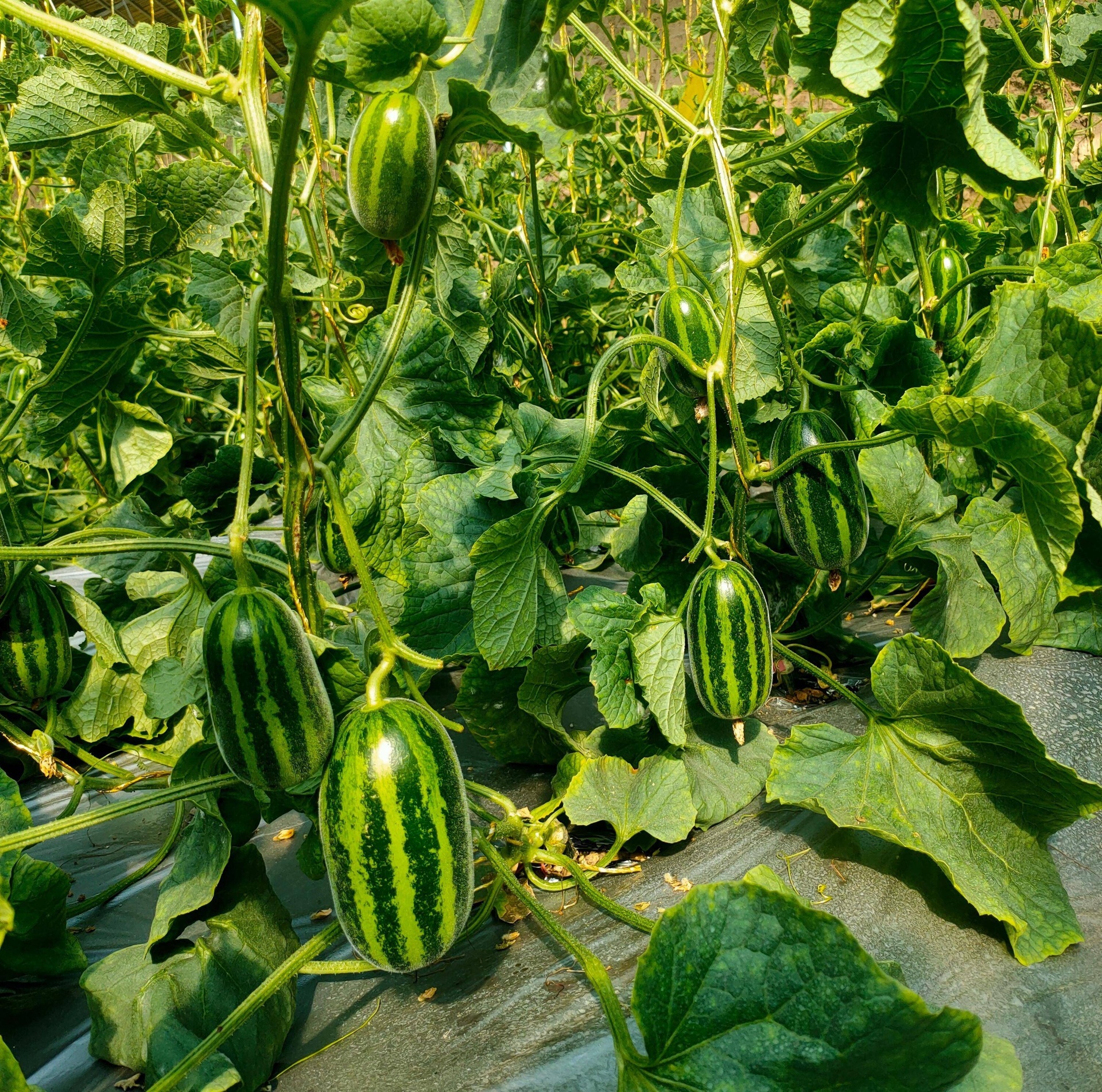 荷兰温室中整齐生长的迷你黄瓜植株