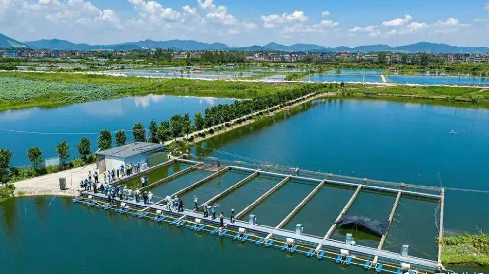 无人机高空俯拍画面:大片规整的稻田与虾塘交错分布,呈现‘田’字形生态格局;部分区域水稻青翠挺拔,另一些则为浅水虾塘,水面泛着细碎反光;塘埂上设有太阳能杀虫灯与生物浮岛,远处可见玻璃温室育苗棚与冷链分拣中心白色厂房;画面右下角标注绿色图标‘稻虾共生·零化学农药’ 航拍视角下的稻虾共作生态养殖基地全景