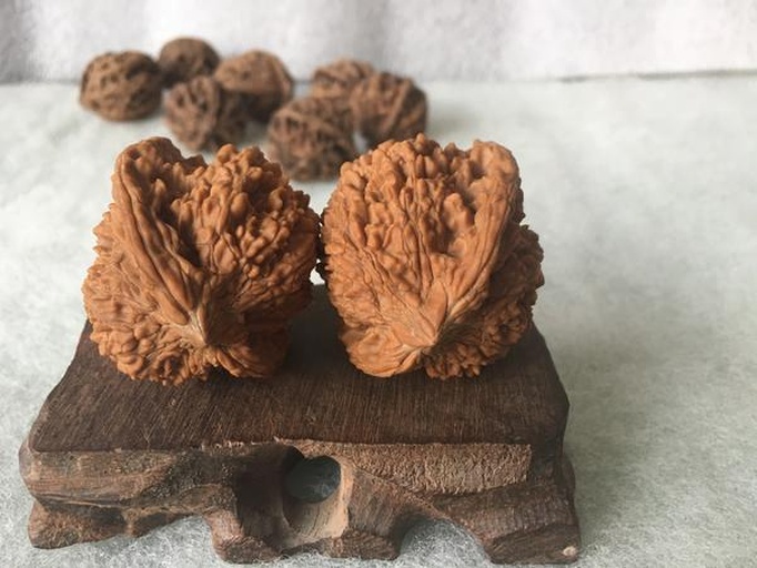 秋子核桃原生态外观特写