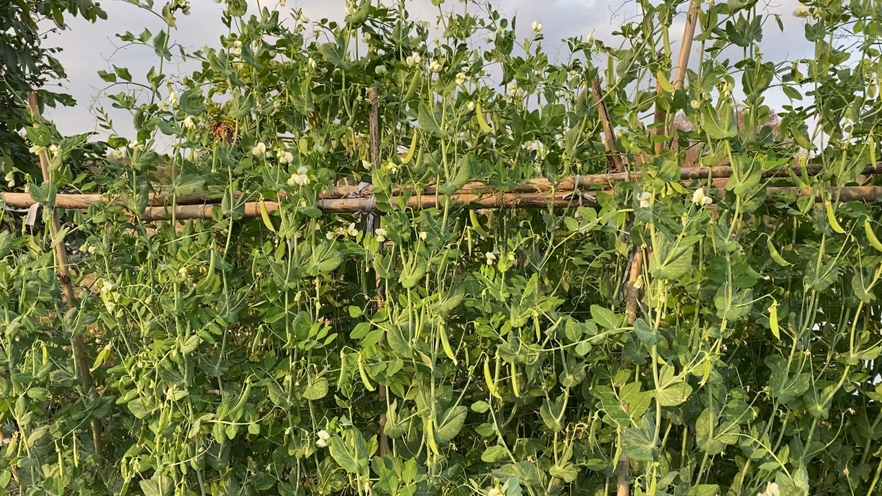 一片绿意盎然的豆类种植基地,成片的蔓生豆类攀爬在整齐的竹架上,阳光透过叶片洒落,藤蔓间悬挂着大量翠绿色、笔直修长的豆荚,豆荚表面光滑无斑,长度约25厘米,呈现出新鲜水嫩的状态。农民正在田间采收,手持竹篮,动作轻柔 翠玉豆筋条田间生长实景