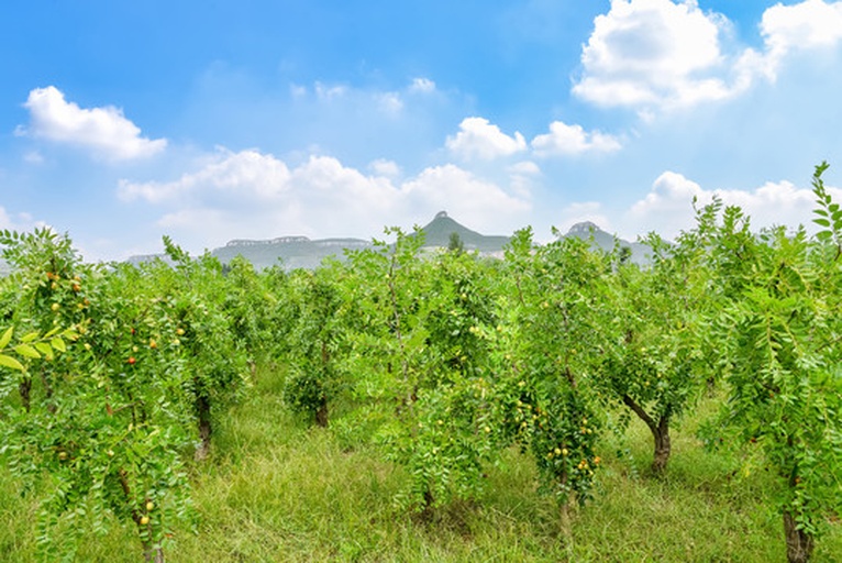 一片郁郁葱葱的青枣种植园,树木整齐排列,枝头挂满翠绿果实,农民正在采摘,背景为热带气候下的蓝天白云,体现青枣原生态种植环境 青枣种植园实景