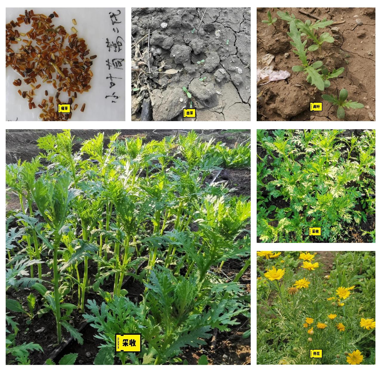 茼蒿不同生长阶段对比图
