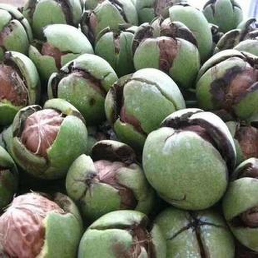 周至白皮松种子与松子仁特写