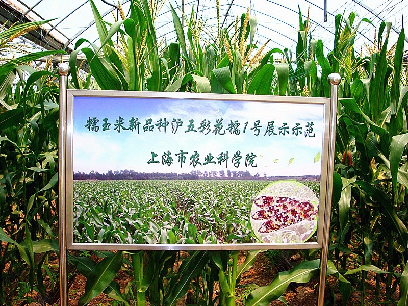甜玉米与糯玉米籽粒横切面显微对比图