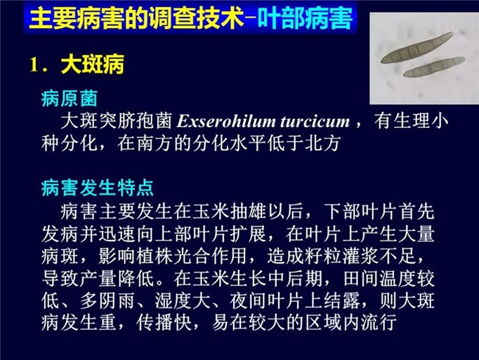玉米大斑病叶片特写