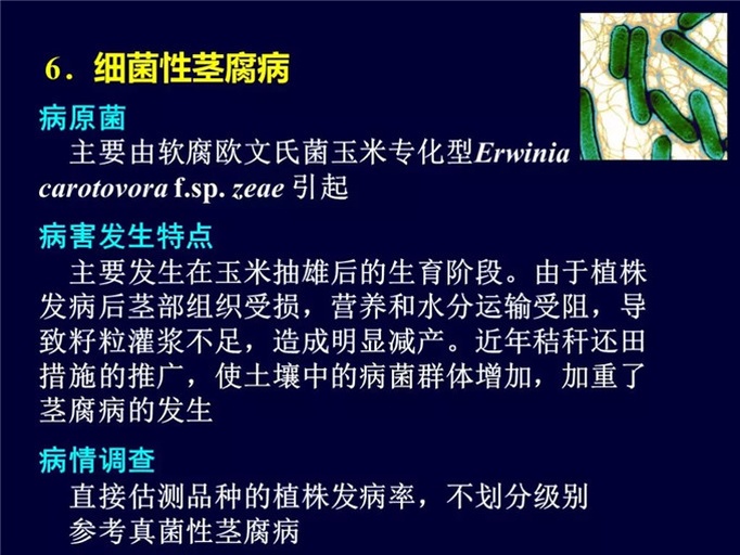 农业科技人员在山东德州试验田设置标准化小区:左侧为单用烟嘧磺隆处理区(出现轻微玉米新叶皱缩),中间为烟嘧磺隆+EDTA-Zn混用区(玉米长势健壮、叶色浓绿),右侧为空白对照区;标牌注明处理日期、用量、观测时间,用于生成《混用安全性田间评估报告》 农业技术人员在田间开展除草剂与叶面肥混用效果对比试验