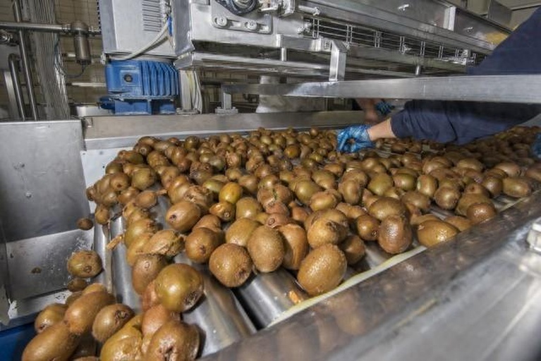 红心猕猴桃采摘现场工作人员操作图