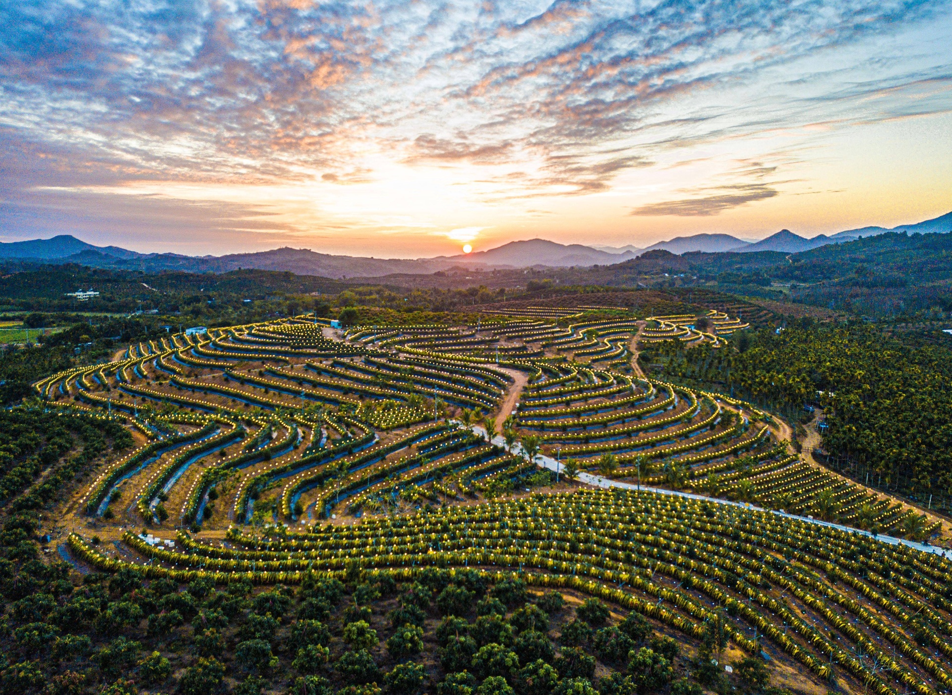 无人机航拍视角下的高山杨梅园,梯田式分布于云雾缭绕的山坡上,树木排列整齐,叶片翠绿油亮,部分枝头挂满紫黑色果实,远处可见晨雾弥漫的山谷,阳光斜照形成光束效果 高山杨梅果园航拍