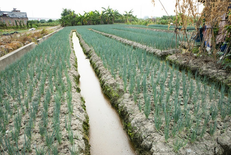 滑县白道口镇万亩黄皮洋葱标准化种植基地航拍全景