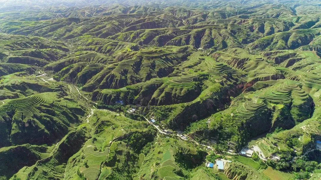 德保矮马单匹牵引微型铧犁在坡度25°的喀斯特梯田作业,马匹步态稳健,背线平直,颈部肌肉发达,蹄部紧贴湿润红壤,周围可见水稻秧苗与石灰岩裸露山体,体现其山地农耕适应性 德保矮马在广西德保县念恩村梯田开展传统耕作实景