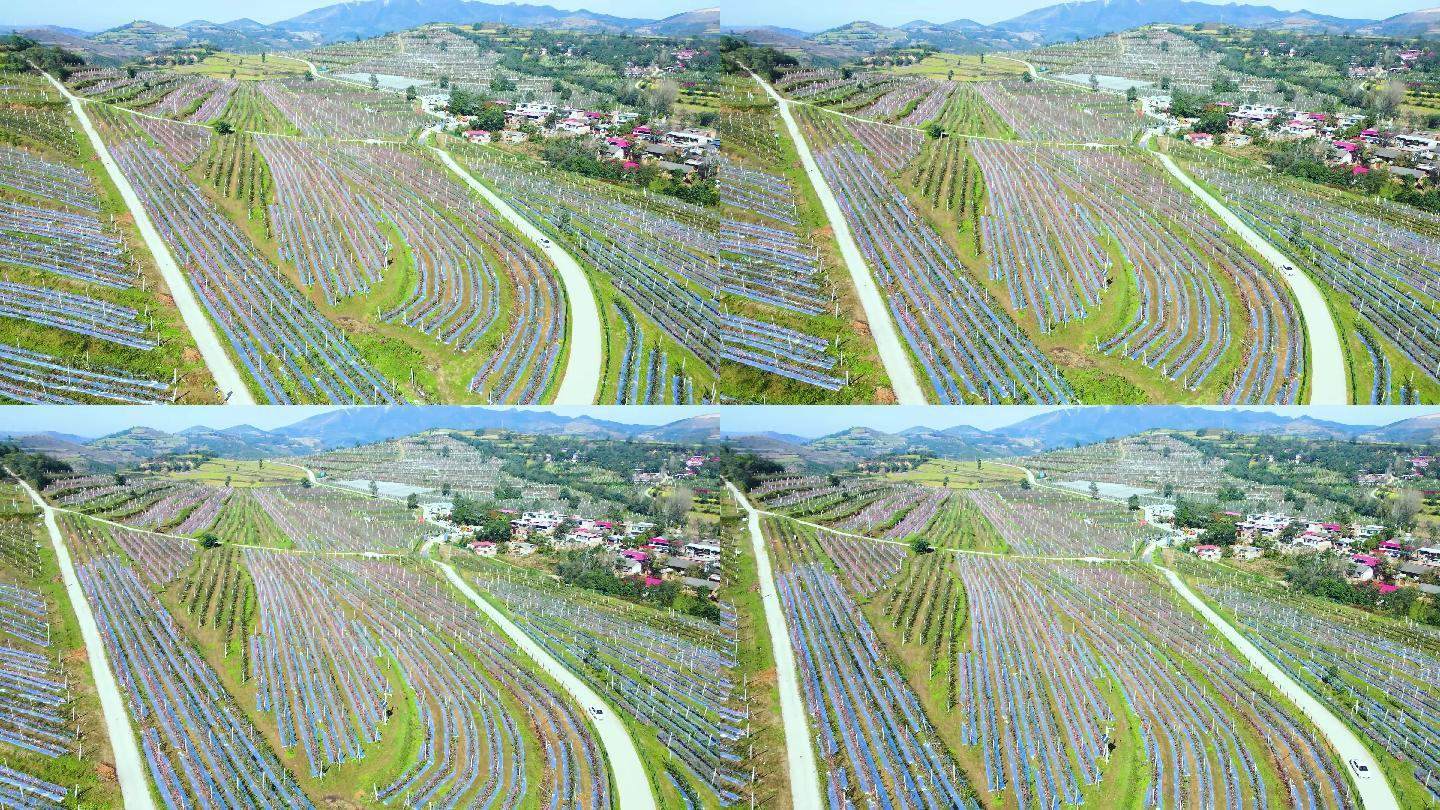 云南高原小金豆种植基地航拍图