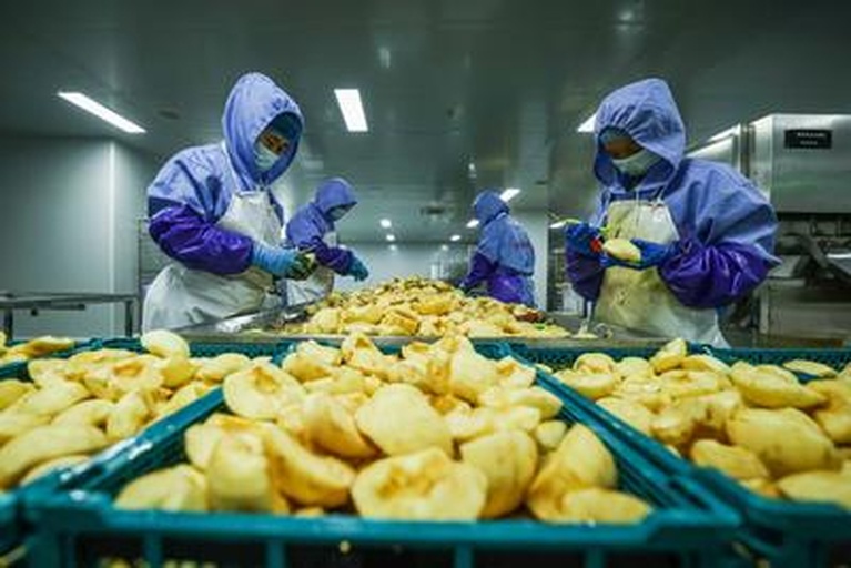 车厘子果实清洗与分级处理流程图