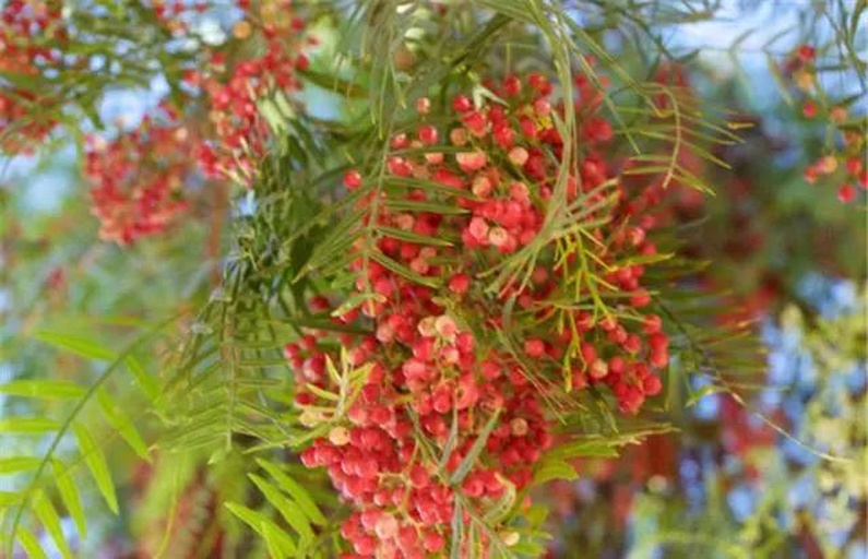 自然生态环境摄影:巴西胡椒木(Schinus terebinthifolius)成年植株,羽状复叶翠绿茂盛,枝条上成串悬挂着密集的小型圆形浆果,呈现鲜艳的粉红色至浅红色。背景为南美热带疏林草原地貌,阳光透过树叶形成斑驳光影,展现其原始生长环境,强调农产品来源真实性 粉红胡椒植物原株与果实生长状态
