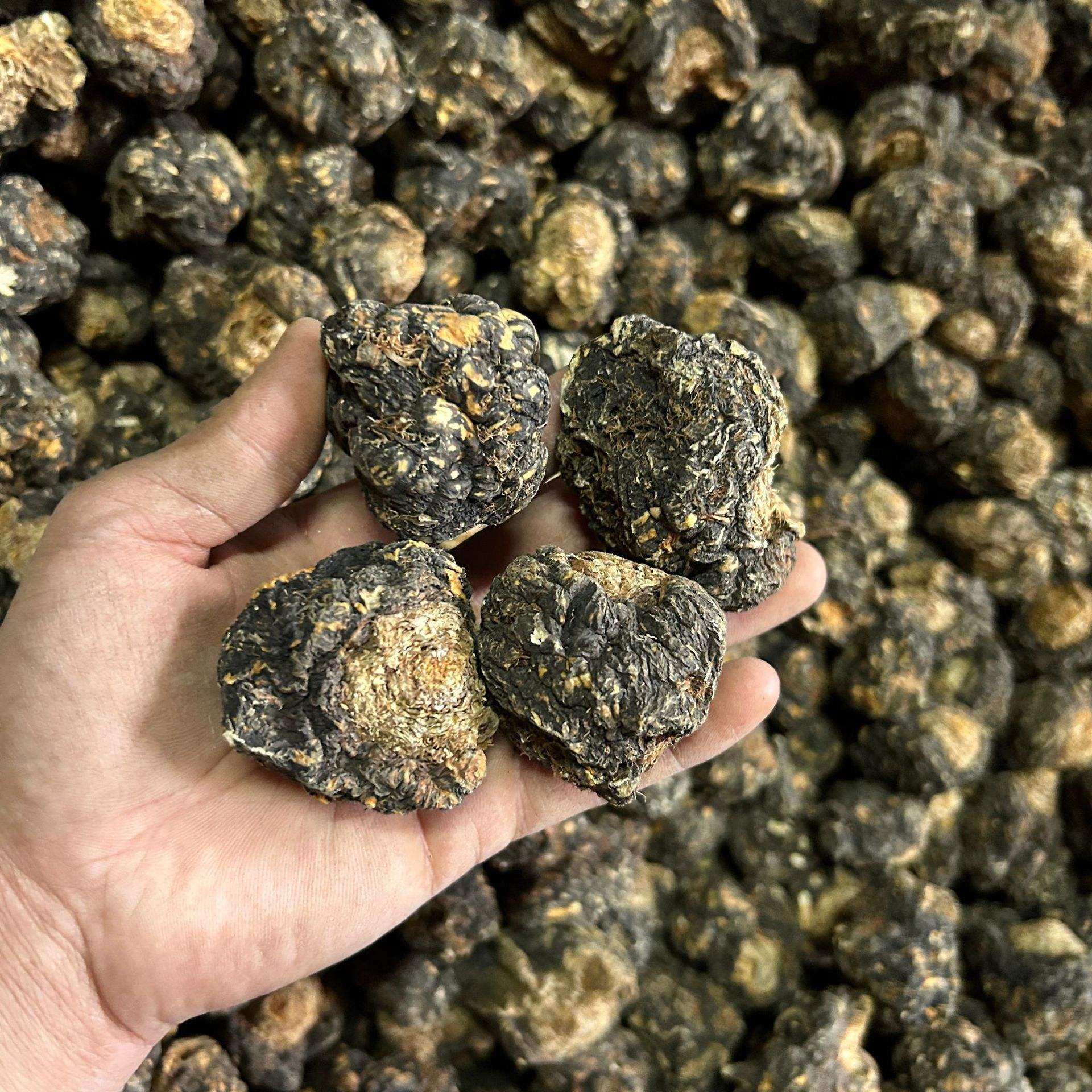 左侧为一位精神疲惫的男性办公族形象,标注‘适宜人群:气虚乏力、精力不足’;右侧为一位面部泛红、长痘的年轻女性形象,标注‘慎用人群:阴虚火旺、湿热体质’;中间展示黑玛卡根与粉末形态,底部标注科学用量范围1.5-3g/天 黑玛卡适用人群对比图示