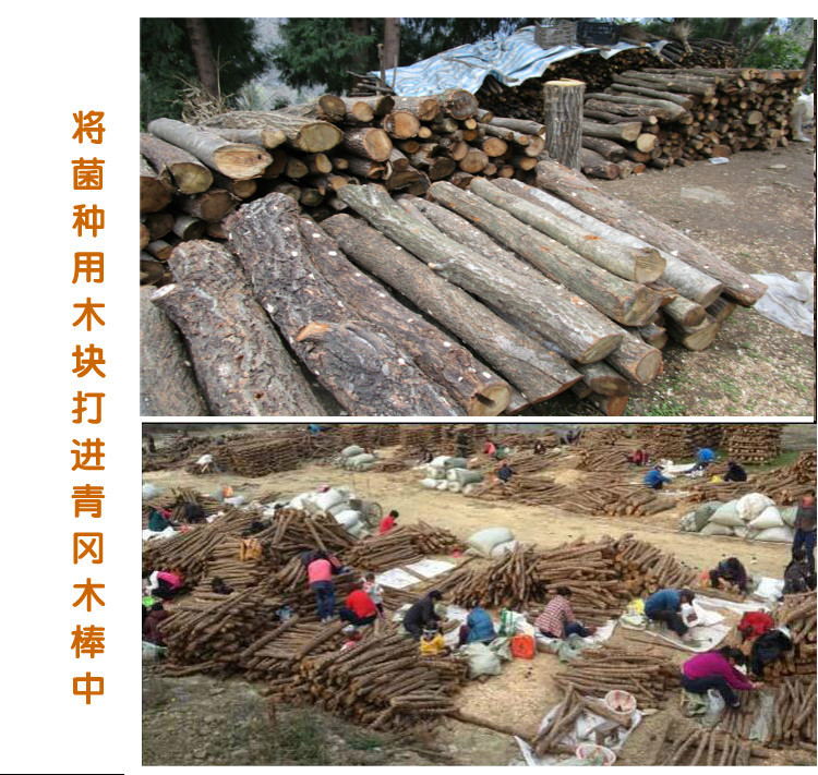 青冈段木打孔与接种过程特写