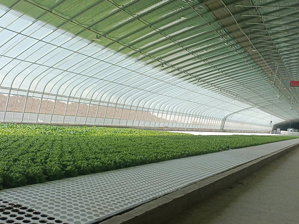 照片显示一座塑料大棚内部,整齐摆放着多排种植槽,槽内生长着翠绿的小白菜,上方悬挂LED植物生长灯,温湿度计显示当前环境参数,农民正在记录生长数据,体现设施农业精细化管理 南方冬季大棚白菜种植现场
