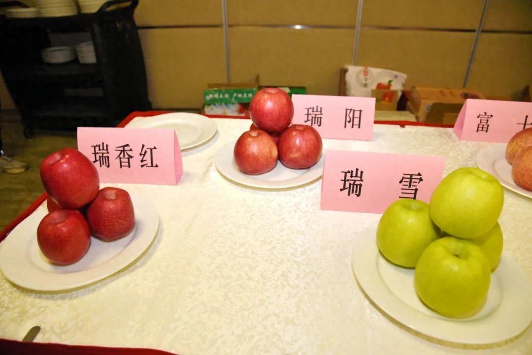 三类苹果横向剖面展示:左侧为嘎啦苹果,果肉乳白色,质地中等紧实;中间为瑞阳苹果,果肉淡黄白色,结构致密,心室小;右侧为瑞雪苹果,果肉洁白如雪,组织细腻,几乎无渣感;背景为实验室白底台面,配有游标卡尺显示果实直径约8cm 瑞阳、瑞雪与嘎啦苹果切面对比图