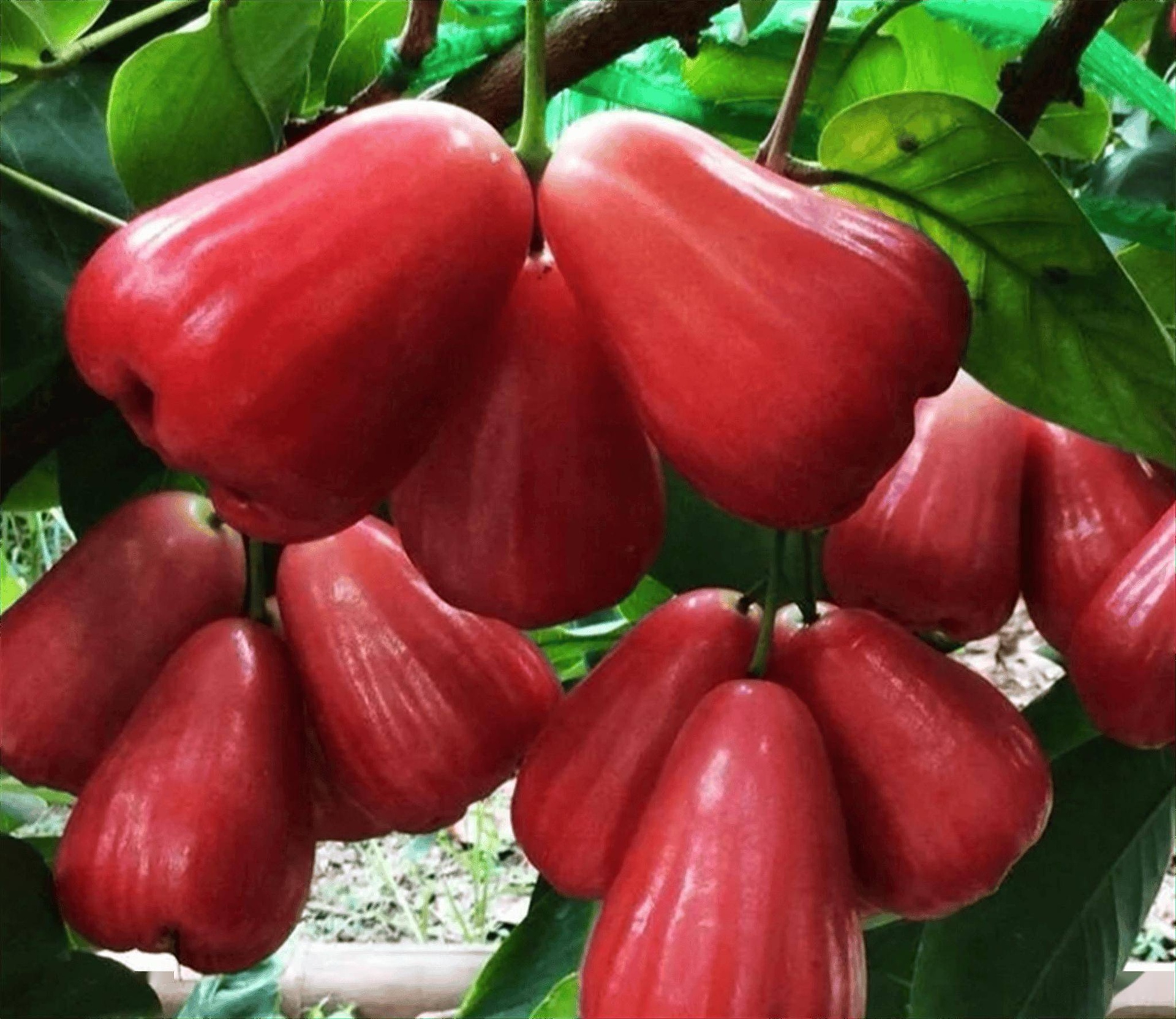 东魁杨梅雌雄同株花部结构对比图