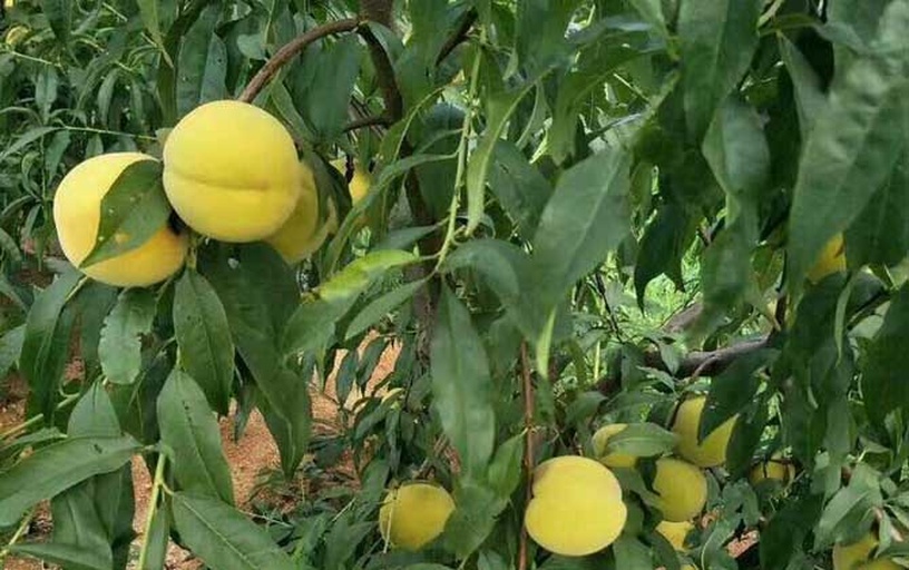 成熟挂果的黄金蜜4号黄桃树