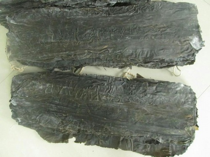 海带表面白色粉末特写