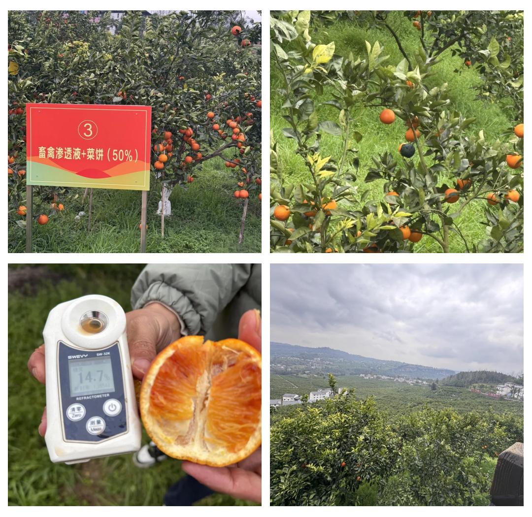 蜜橘果实测量实验场景
