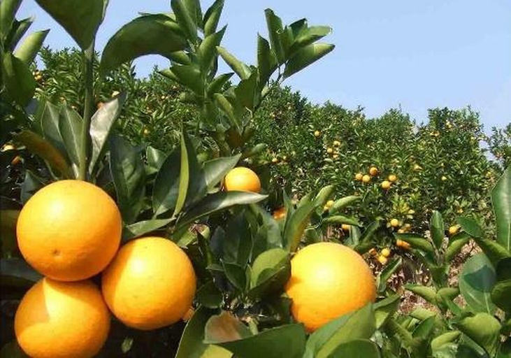 果农在果园中采摘成熟的夏橙