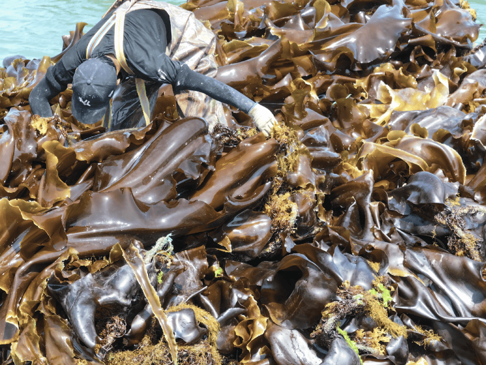 一位穿着雨靴的人正在礁石间小心采摘新鲜海带