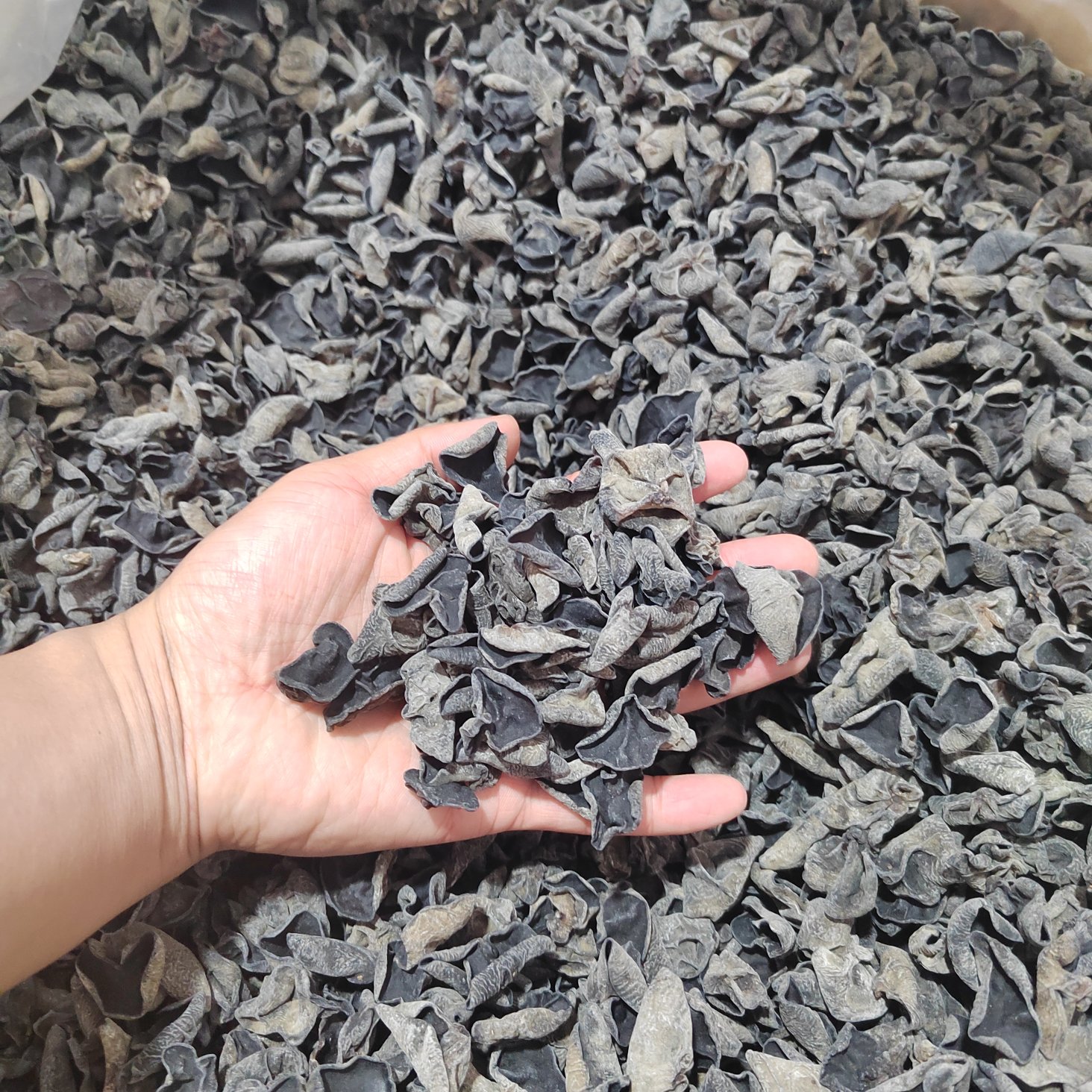 实验室研究人员正在分析黑木耳样本