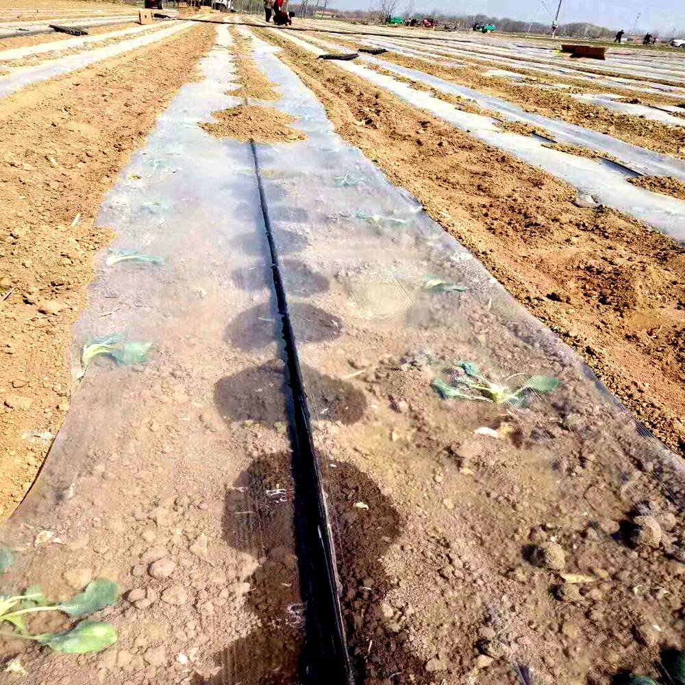 春播油菜地膜覆盖种植现场