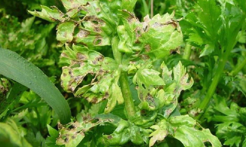 左侧为芹菜新叶缺铁表现:叶脉保持绿色,叶肉大面积黄化甚至白化;右侧为老叶缺镁症状:叶脉间呈‘鱼骨状’黄化,叶缘仍为绿色。背景为实验室标准栽培箱中的盆栽芹菜植株,用于营养元素缺乏对照实验 芹菜叶片缺铁与缺镁对比图