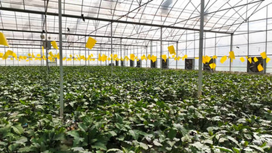 展示一个现代化茄子种植园区的综合防控场景,包括黄板诱虫、滴灌系统、生物农药喷雾设备、太阳能杀虫灯以及工人正在进行植株检查,体现科学管理和生态防控理念 茄子绿色综合防控模式图