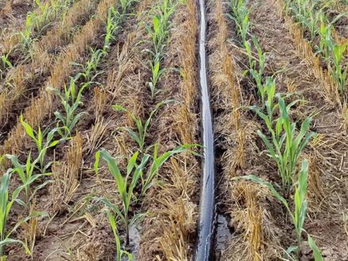 春油菜滴灌系统现场图