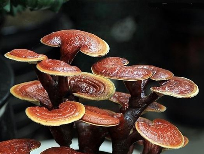 紫灵芝野生采集场景示意图