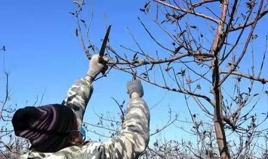 夏季桂味荔枝修剪现场操作图