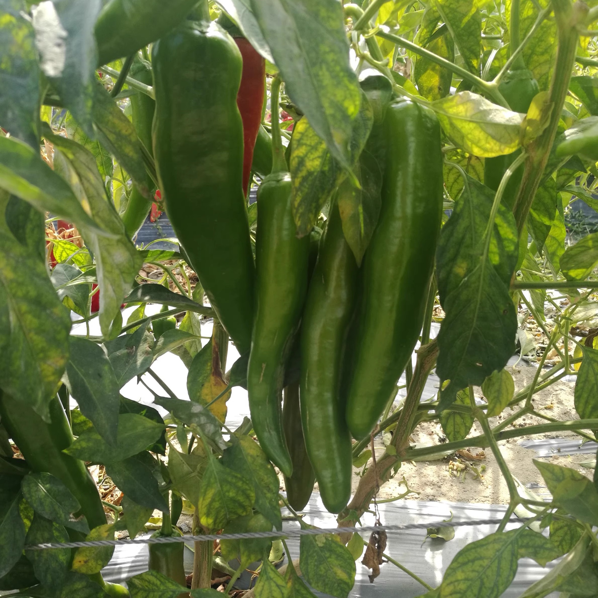 中椒品种对比图