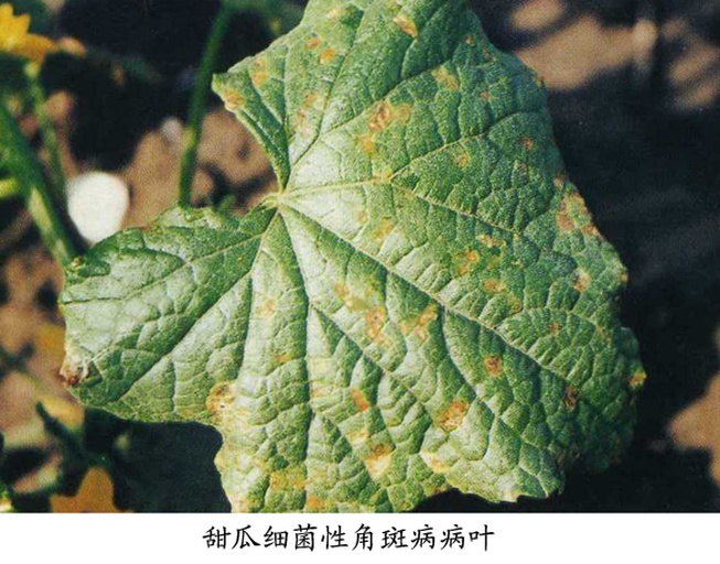 甜瓜植株在高温下叶片出现灼伤斑