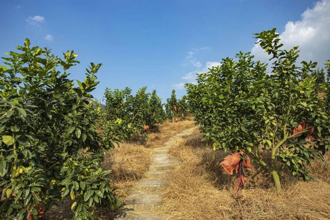 一片郁郁葱葱的沃柑果园,树上挂满橙红色的成熟果实,农民正在采摘沃柑,阳光透过树叶洒在果实上,展现出丰收景象 沃柑生长果园场景