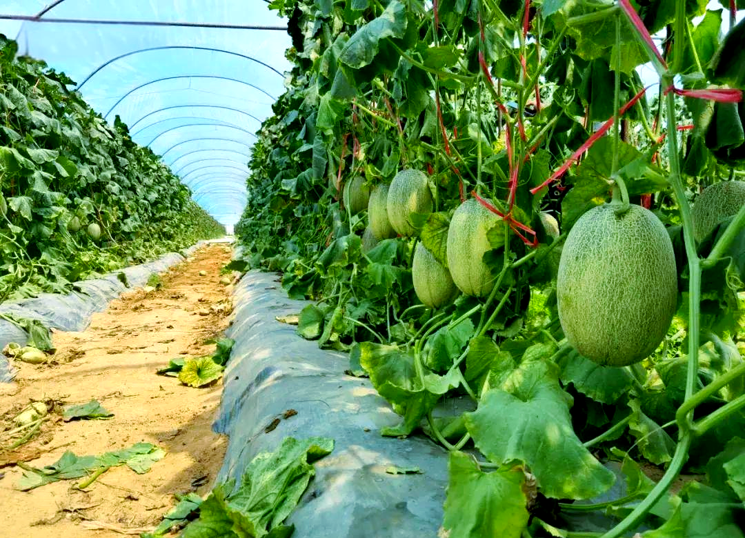 甜瓜田间生长实景图