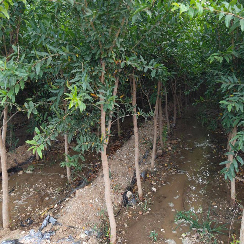图示一片新栽植的桉树林地,幼树高度约30-50厘米,周围长满芒萁、狗尾草、马唐等常见杂草,土壤裸露明显,展示出杂草与桉树幼苗对水分和养分的竞争关系 桉树幼苗与杂草竞争示意图