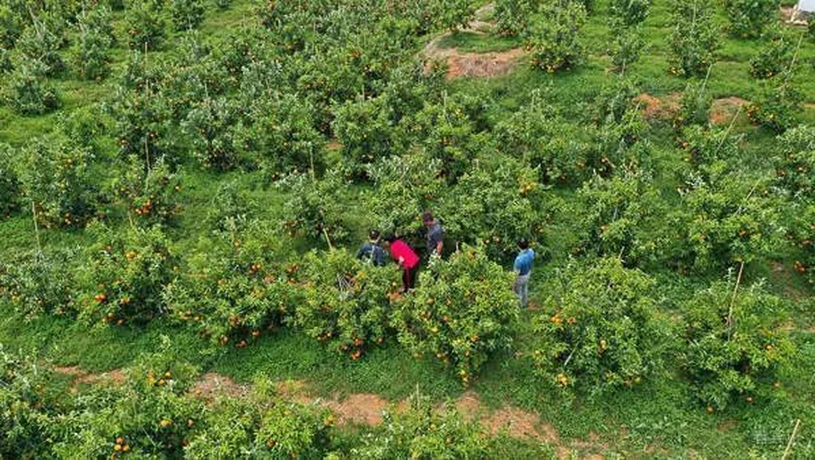 一群家庭游客在甜橙果园中采摘果实,大人和孩子手持篮子站在果树下,脸上洋溢着笑容,树上挂满金黄色的甜橙,阳光透过树叶洒下斑驳光影,背景中有其他游客和停放的私家车,充满欢乐的田园氛围 游客在甜橙果园中采摘甜橙的场景