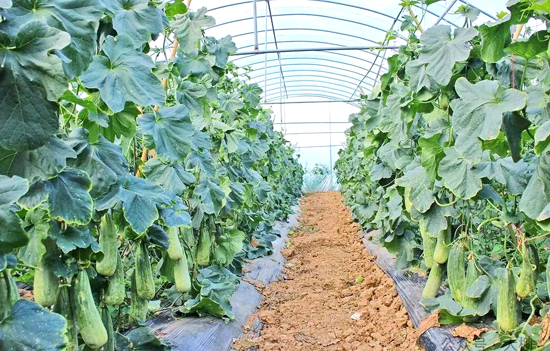 黄瓜田间管理场景