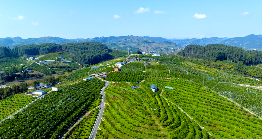 高海拔梯田上成片的雪岭冬桃树挂满果实,阳光照射下桃子表面泛着红晕,背景为云雾缭绕的山峦,果园地面覆盖有机秸秆,体现生态种植环境 雪岭冬桃果园实景