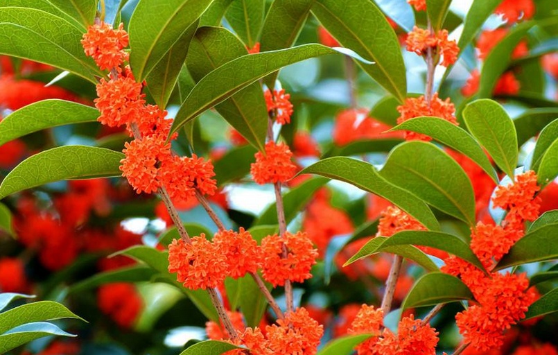 苦橙花与柚子花对比图示