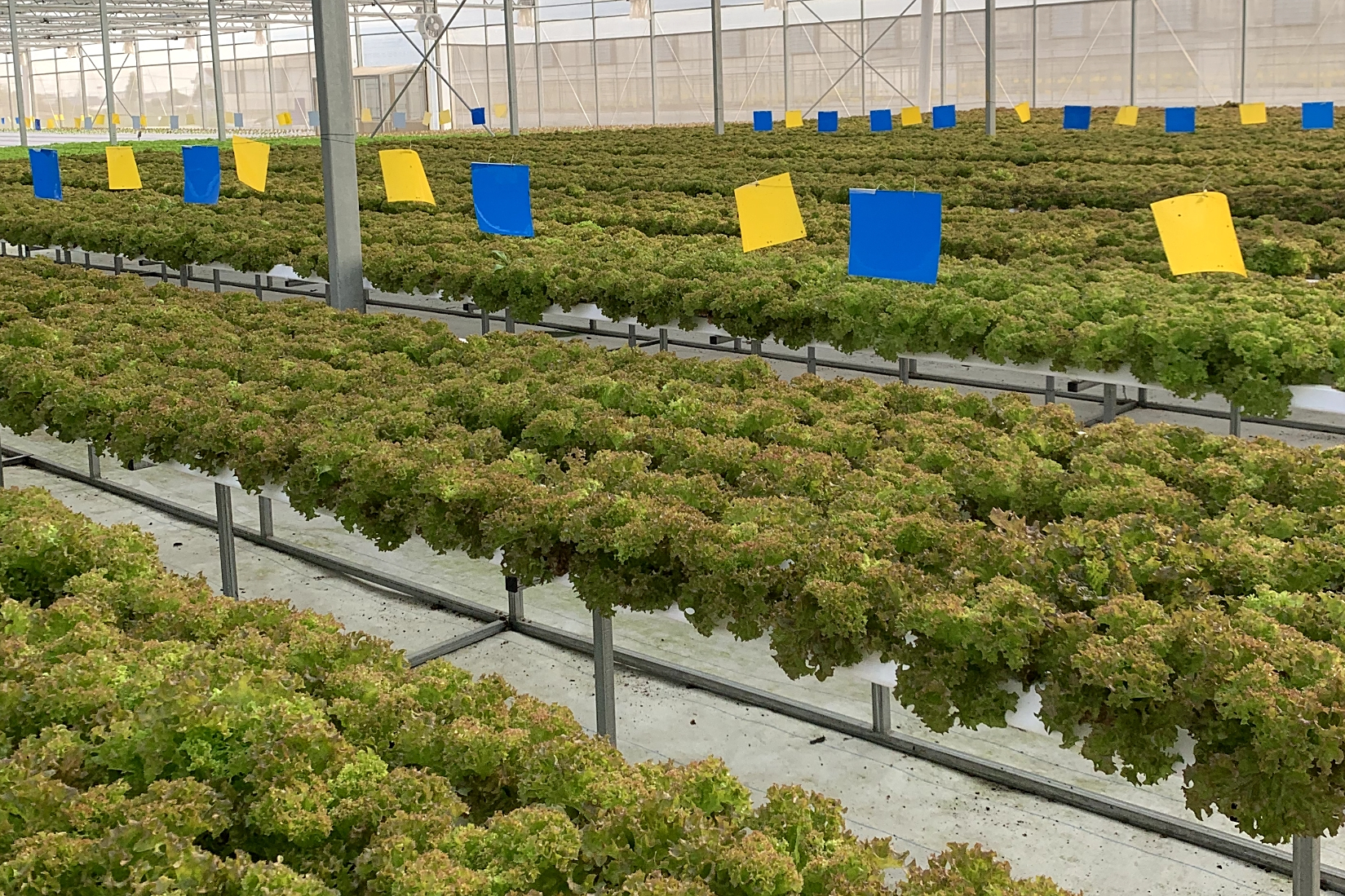 图片说明:一片现代化大豆种植示范区,田埂种植波斯菊作为天敌栖息带,竖立着黄色粘虫板和性诱捕器,无人机正在进行低剂量精准喷雾作业,远处有农技人员在记录数据,展现科技化、生态化的病虫害管理模式 大豆田绿色防控示范园区实景图