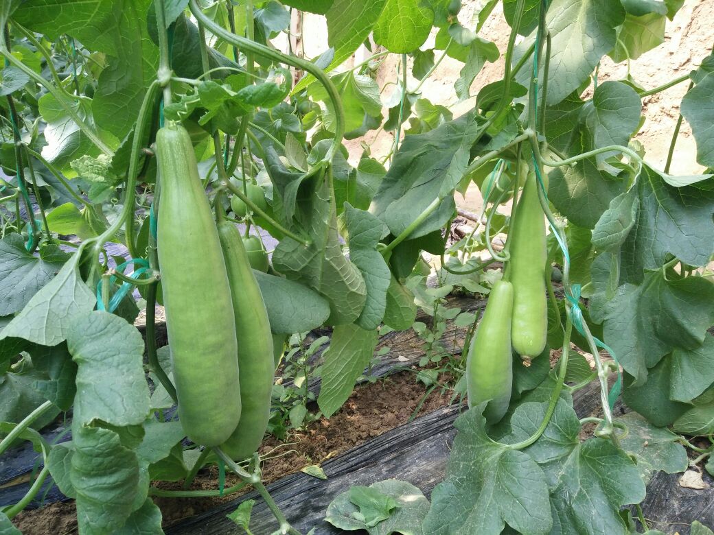 丝瓜与西葫芦植株对比图：左侧为攀援状丝瓜藤，茎粗壮带棱，叶片大而掌状深裂，雌雄同株花明显；右侧为丛生型西葫芦植株，茎短缩，叶片宽圆浅裂，花大而鲜黄，雌花基部膨大呈幼瓜状