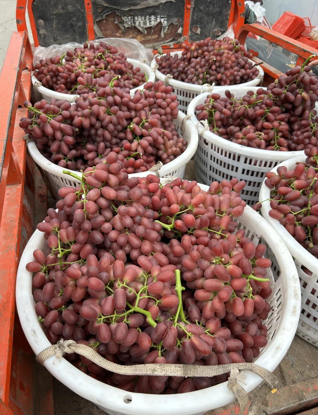 工人正在田间采摘红提,使用专用剪刀和泡沫托盘;背景为现代化包装车间,传送带上的红提经过分级机自动筛选;冷藏卡车准备装运,车体标有‘Chilean Grapes Export’字样 智利红提采摘与冷链运输现场