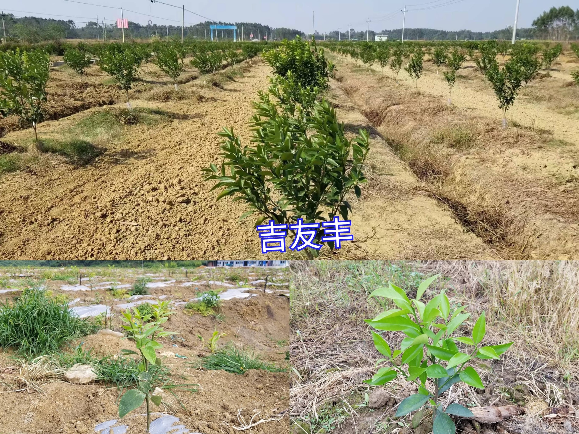 新鲜采摘的蓝莓与枇杷分装图：左侧透明塑料盒装饱满蓝莓（可见完整果粉层），右侧竹编小筐盛放带绿萼枇杷（果皮橙黄有红晕，无压伤），背景为晨雾中的标准化果园