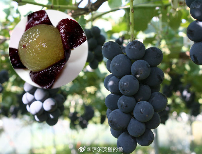 高清微距摄影:蓝宝石葡萄果实横切面,展示果肉细胞致密排列、无明显维管束突起、果皮与果肉间存在0.3-0.5mm透明离层带,背景为白色陶瓷盘,自然光拍摄 蓝宝石葡萄横切特写:果肉晶莹紧实,可见均匀细密的果肉颗粒与薄而韧的果皮分离层